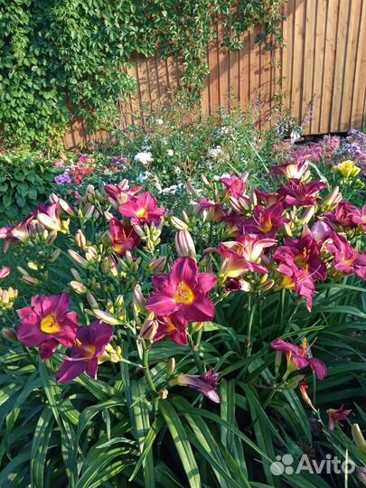 Многолетние садовые растения