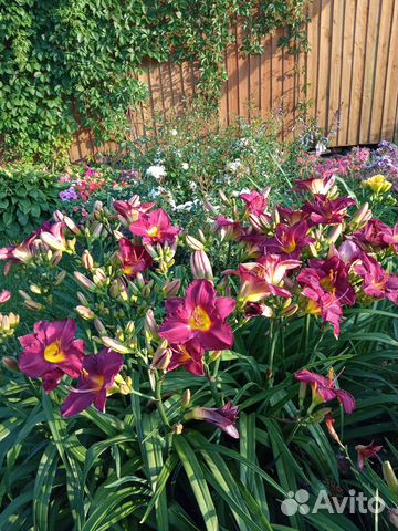 Многолетние садовые растения