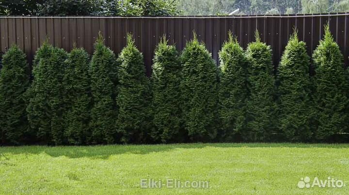 Туя смарагд, саженцы в горшке