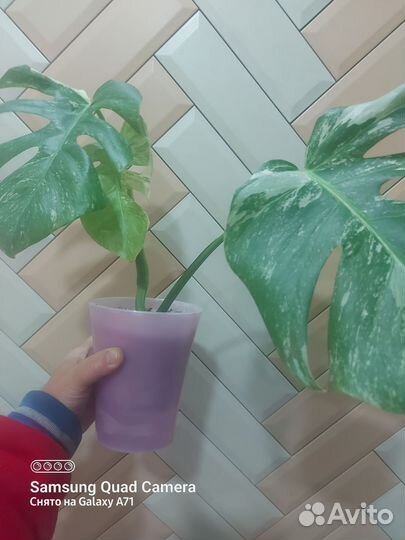 Монстера вариегатная альба
