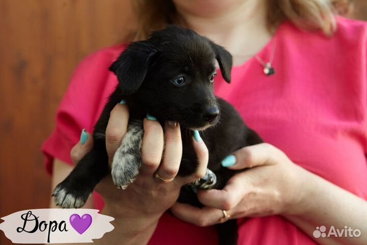 Собака щенок в добрые руки отдам бесплатно