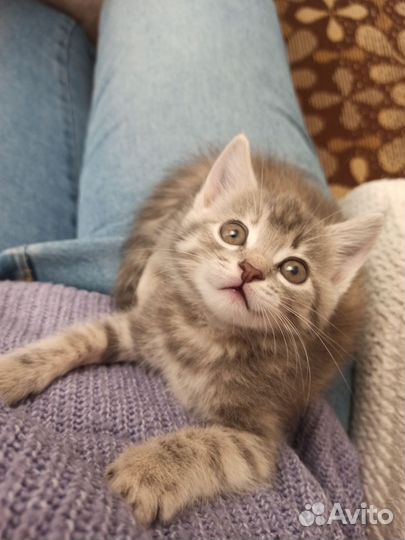 Котята