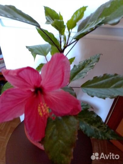 Гибискус китайская роза