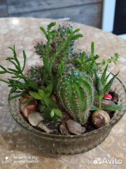 Садик из суккулентов и кактусов