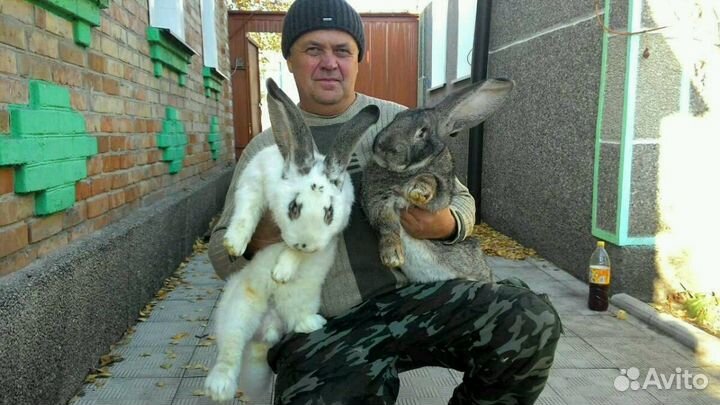 Купить кроликов белгородская. Белгородские кролики. Кролики Воронежская область. Кролики в Белгородской области.