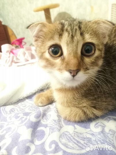 Кошка в дар бесплатно