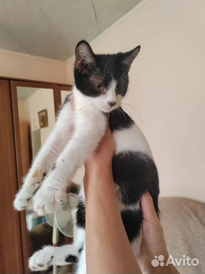 Молодой котенок 4 месяца ждет иаму