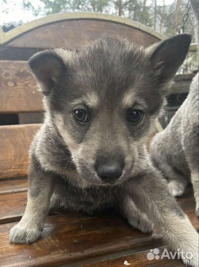 Малыши ищут хозяев