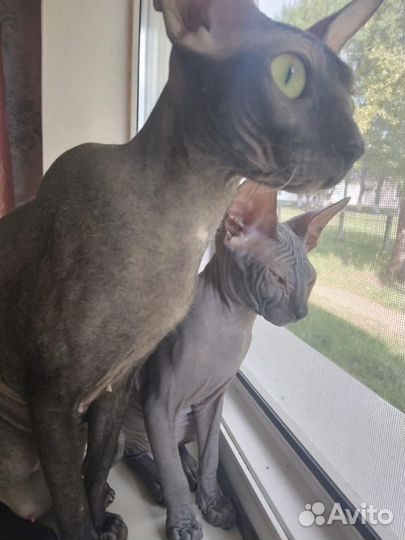 Котята донской сфинкс