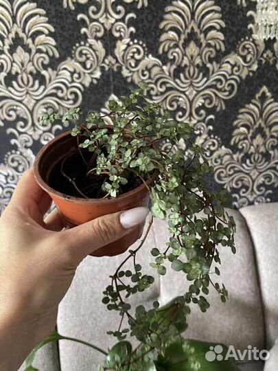 Растения пилея коллизия