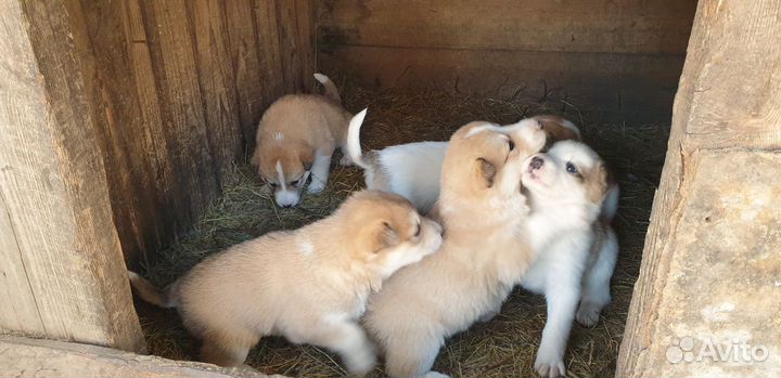 Щенки западно сибирской Лайки