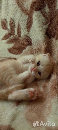 Шотландская