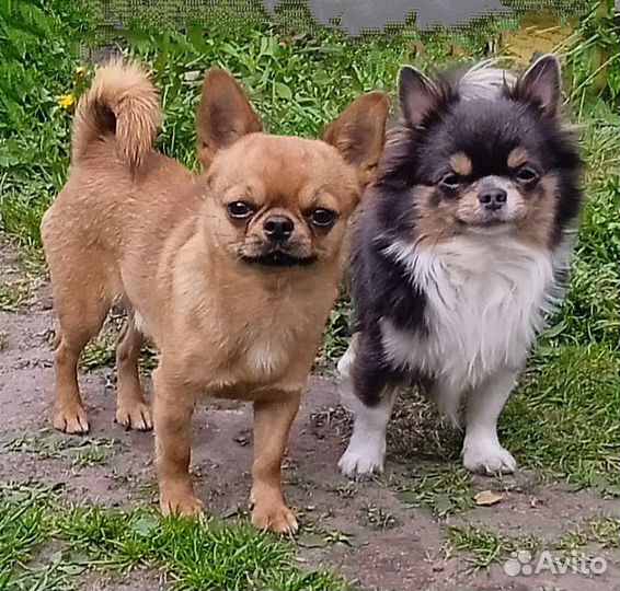 Разноцветные кобели,вязка и щенки