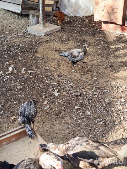 Бойцовая птица