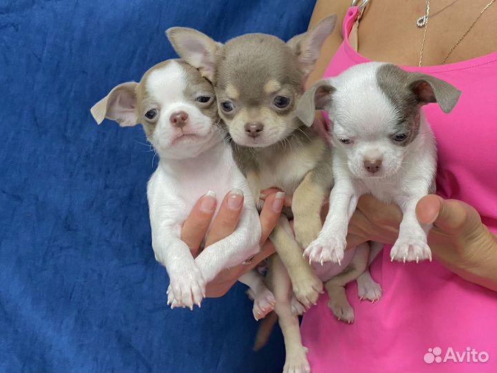 Чихуахуа Лиловые и бело -лиловые