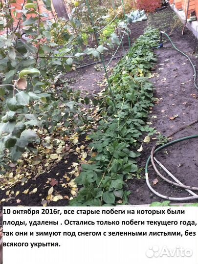 Ежевика сортовая бесшипная