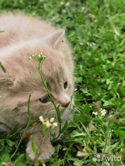 Котята в добрые руки бесплатно