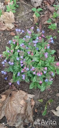 Многолетние цветы для сада