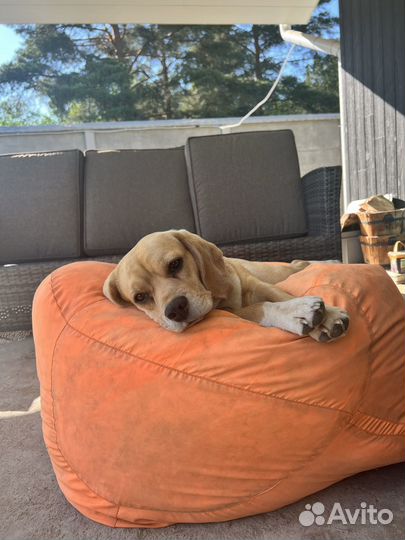 Собака Бигль в добрые руки