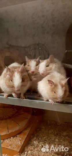 Чилийские белки дегу