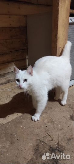 Кошечка ищет дом