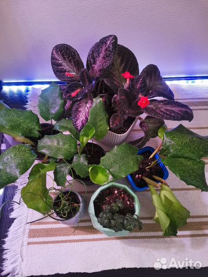 Комнатные растения ассорти