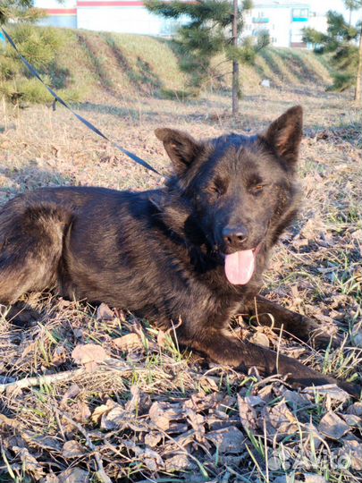 Собака в добрые руки отдам бесплатно