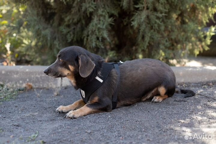 Собака в добрые руки