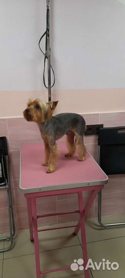 Грумер стрижка собак