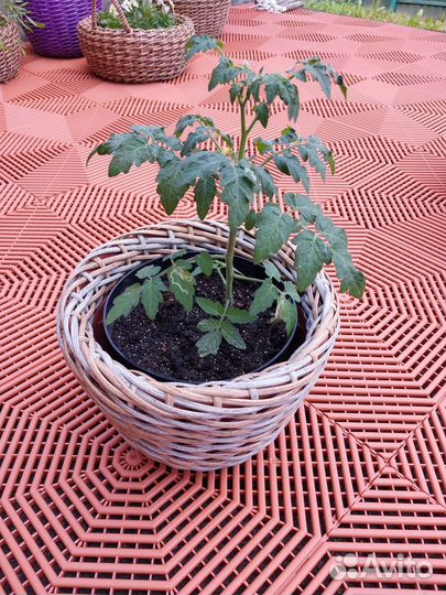 Рассада помидор