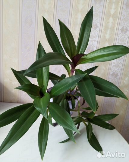 Комнатные растения Рэо традесканция ладья Моисея