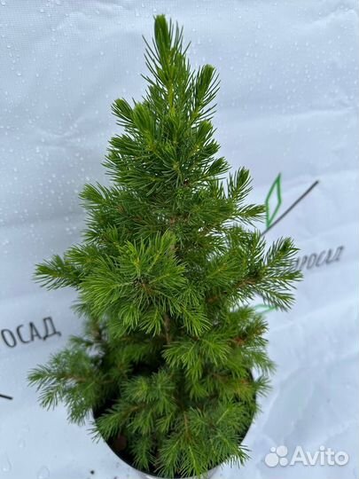 Ель Канадская Коника