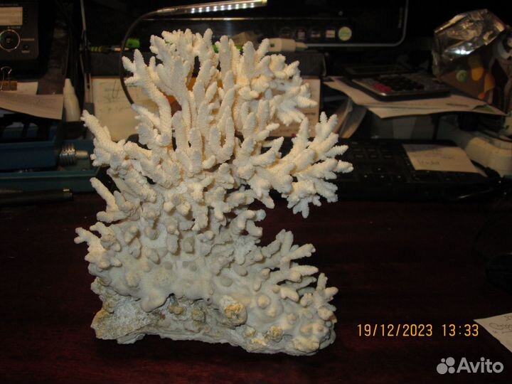 Кораллы и раковины для аквариума
