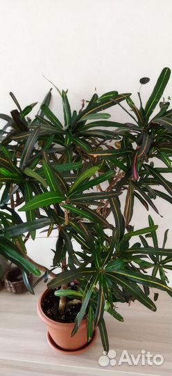 Взрослые кодиеумы (кротоны)