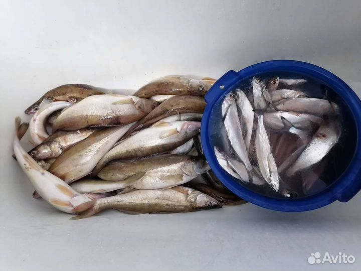 Свежая чехонь, судак вяленый