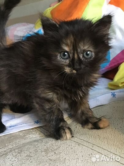 Котята 1,5 месяца