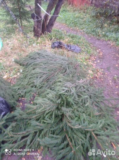 Лапник еловый