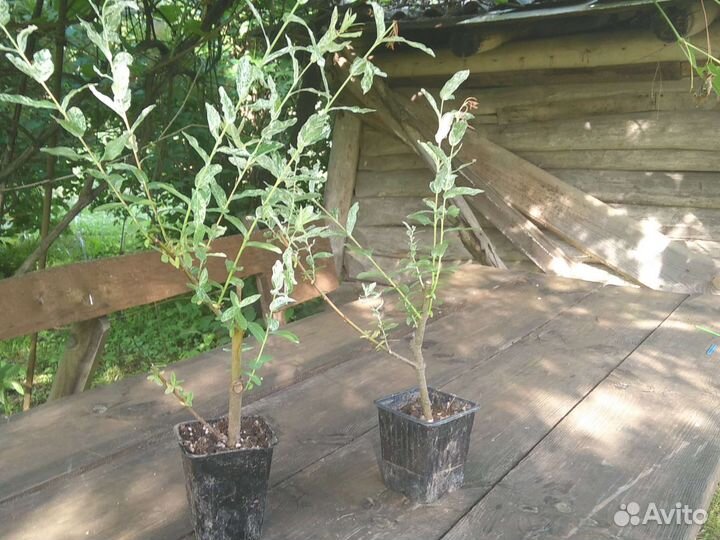 Ива пестролистная Хакира Нишики