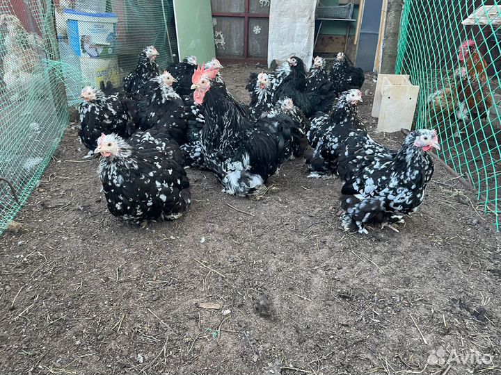 Куры карликовый кохинхин