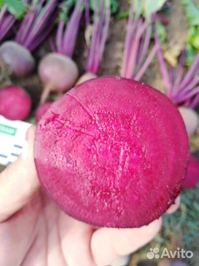 Свекла столовая