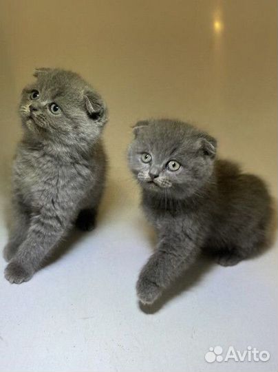 Шотландские котята