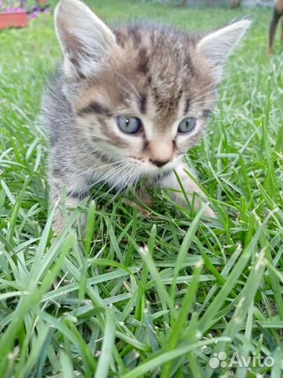 Котята от Шотландской трёхшёрстный кошки