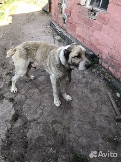 Отдам щенков в добрые руки бесплатно