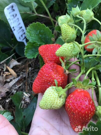 Рассада клубники Маригет