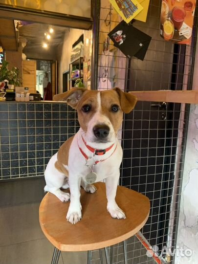 Вязка кобель джек рассел