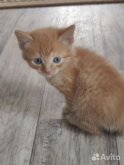 Котята отдам бесплатно