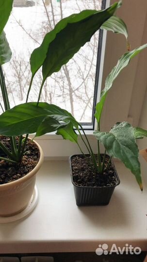 Комнатные растения/цветы спатифиллум