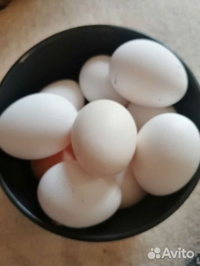 Продам домашние яйца