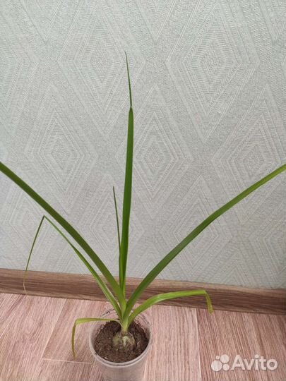 Индийский лук – птицемлечник хвостатый(Лечебный)