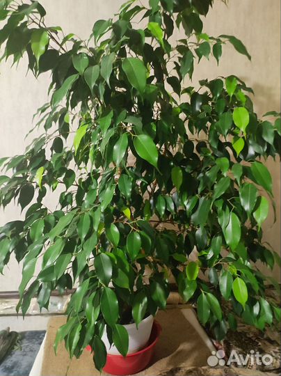 Фикус бенджамина